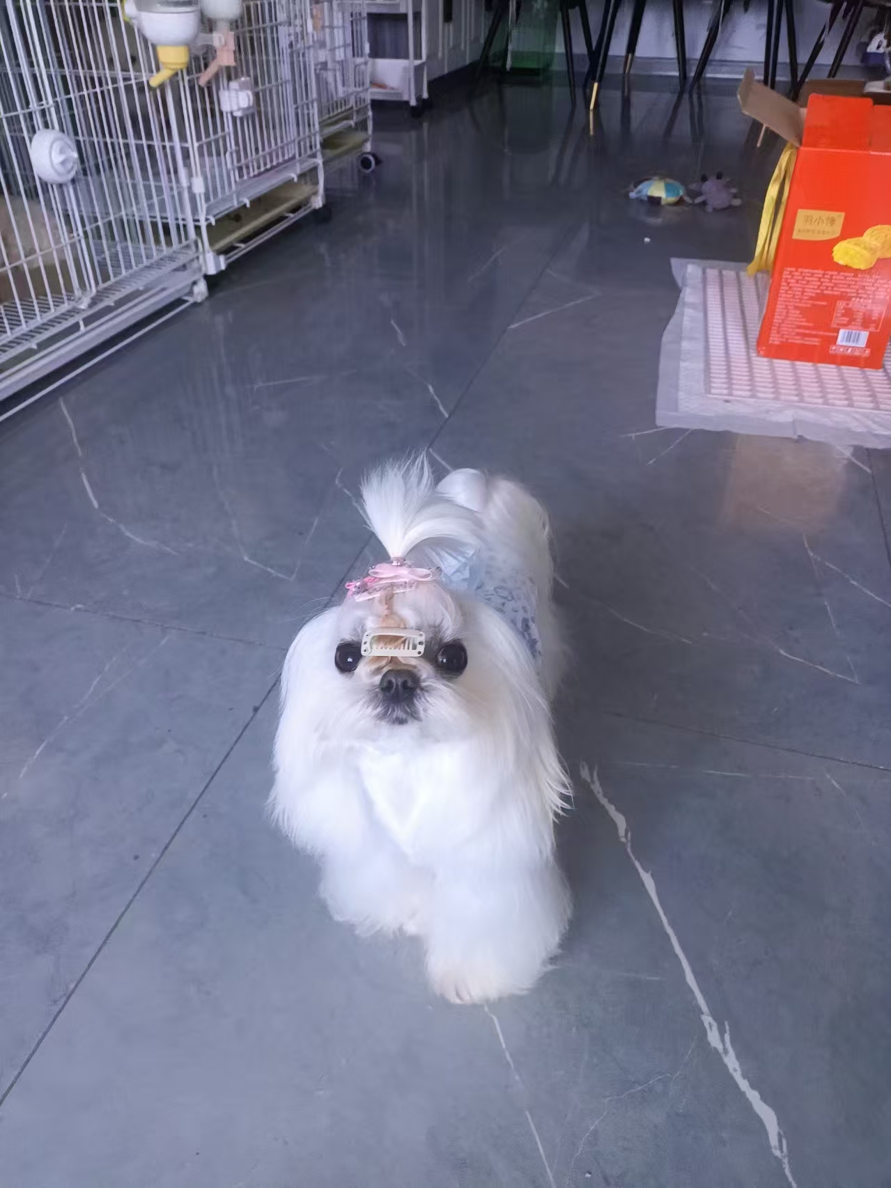 淘气，顽皮 马尔济斯